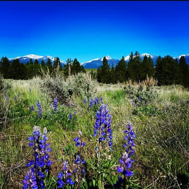 3661 Sagehill Drive Property Photo 24