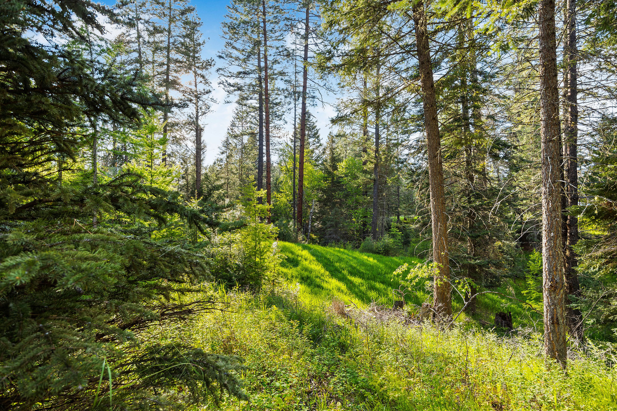 131 Mccaffery Lookout Trail Property Photo 12
