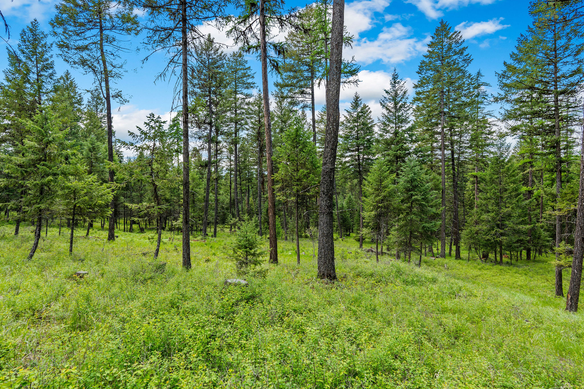 1296 Whitefish Village Drive Property Photo 63