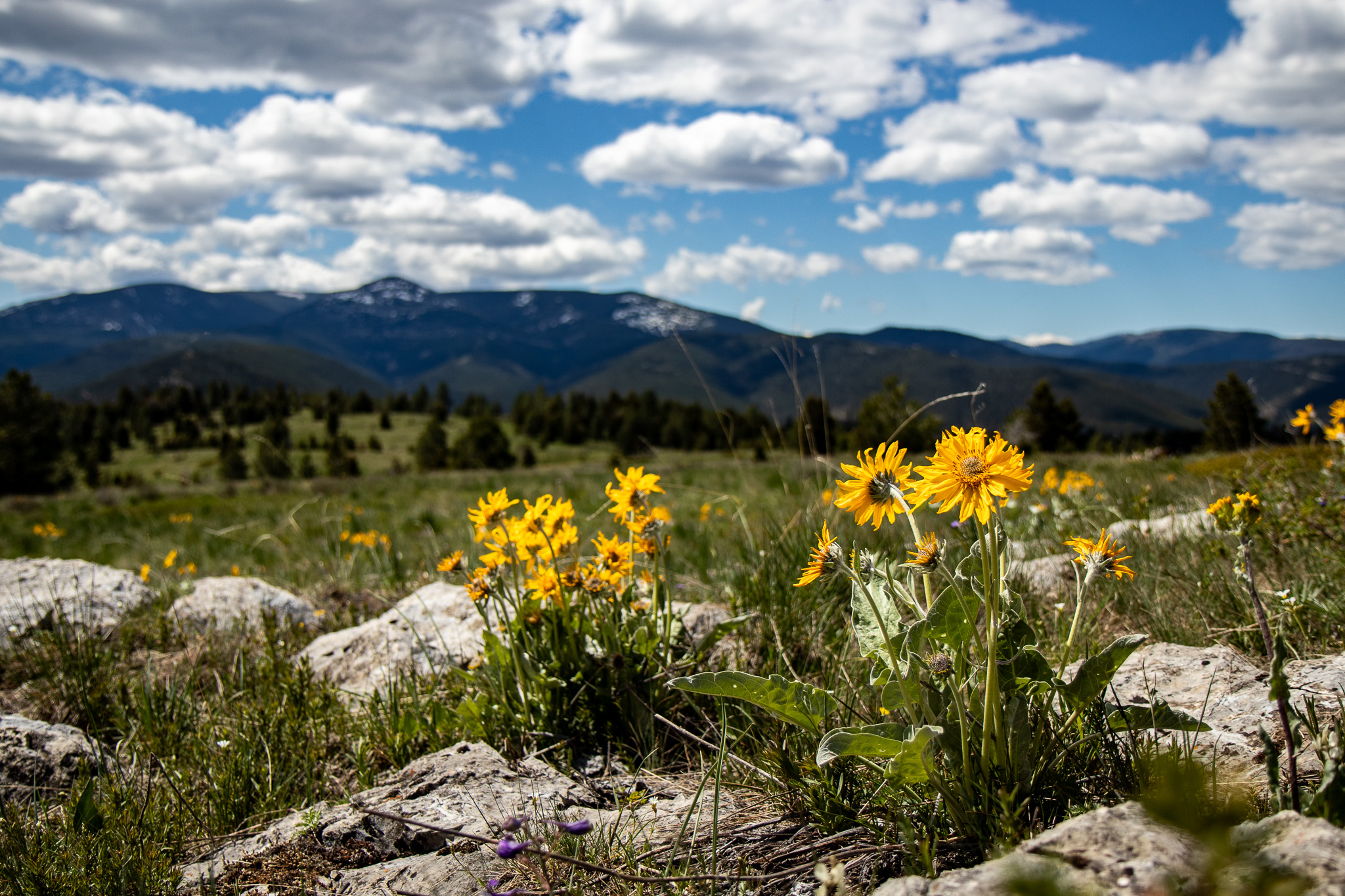 Nhn Big Horn Lane Property Photo 28