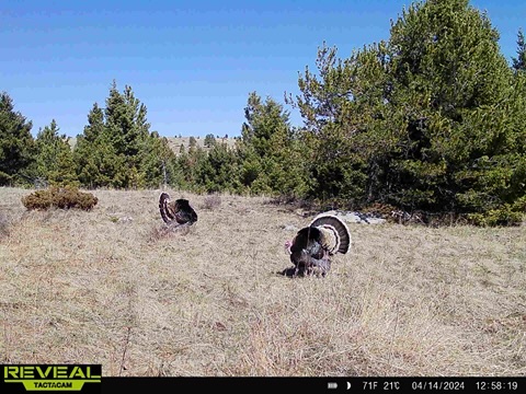 Nhn Big Horn Lane Property Photo 32