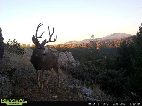 Nhn Big Horn Lane Property Photo 36