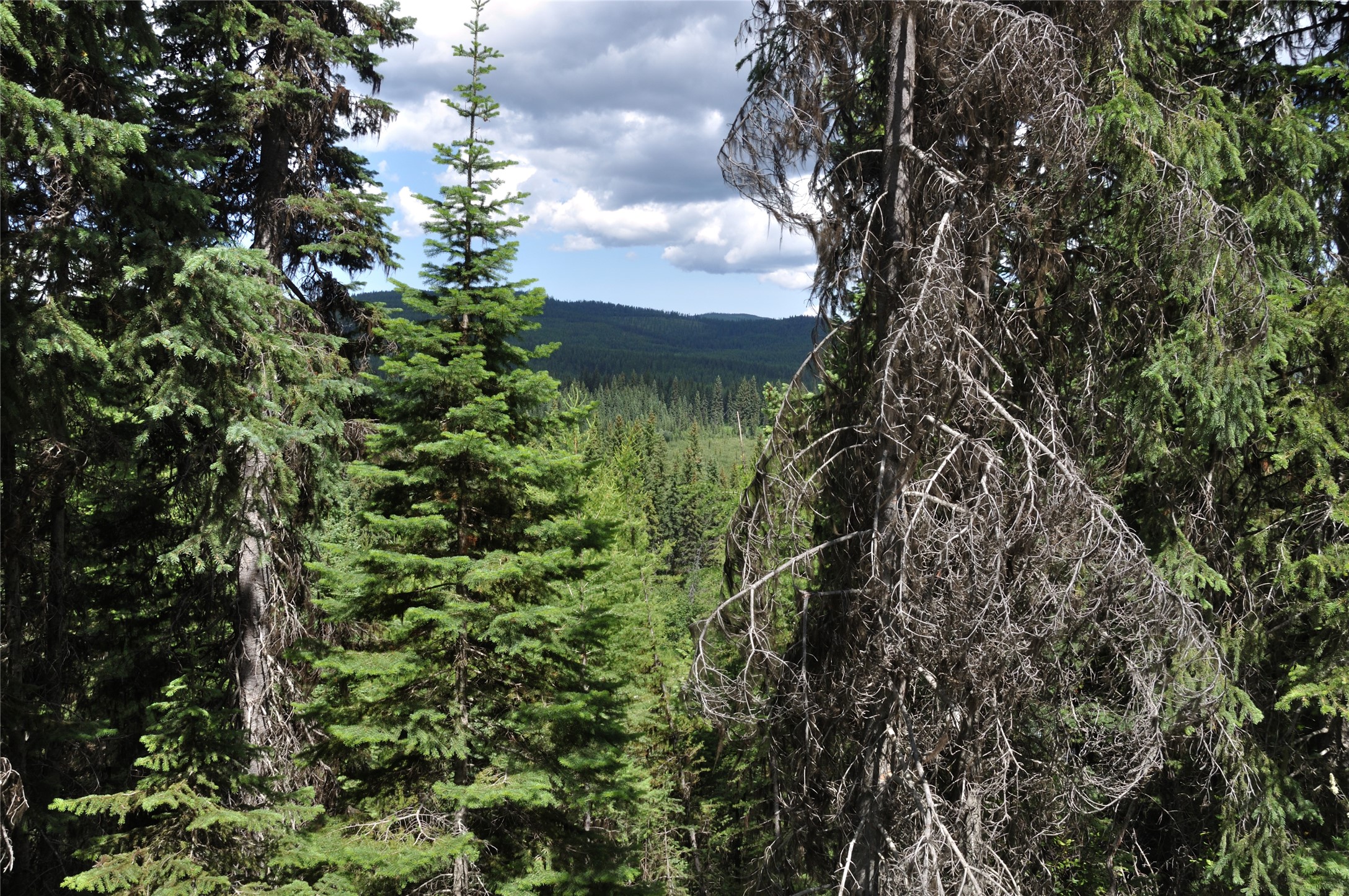 3630 Logan Creek Road Property Photo 29