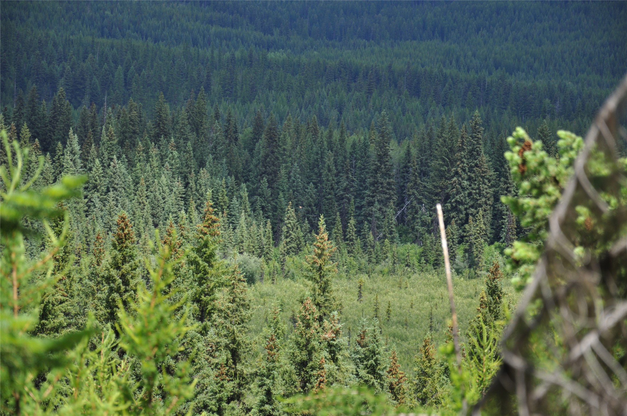 3630 Logan Creek Road Property Photo 30