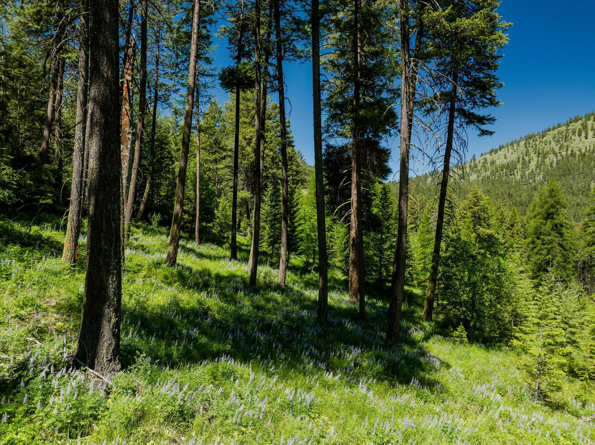 42843 Jette Lake Trail Property Photo 46