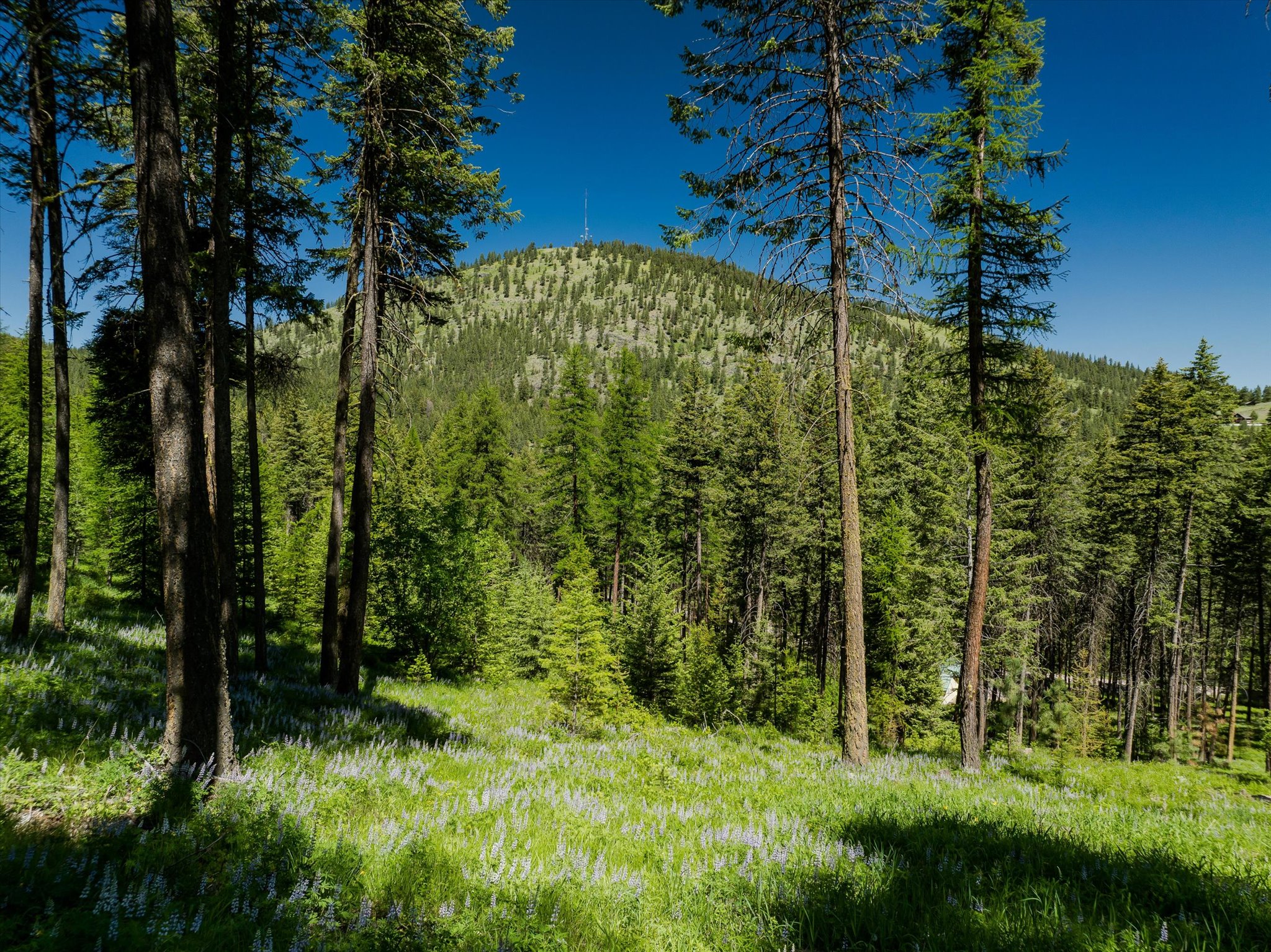42843 Jette Lake Trail Property Photo 47