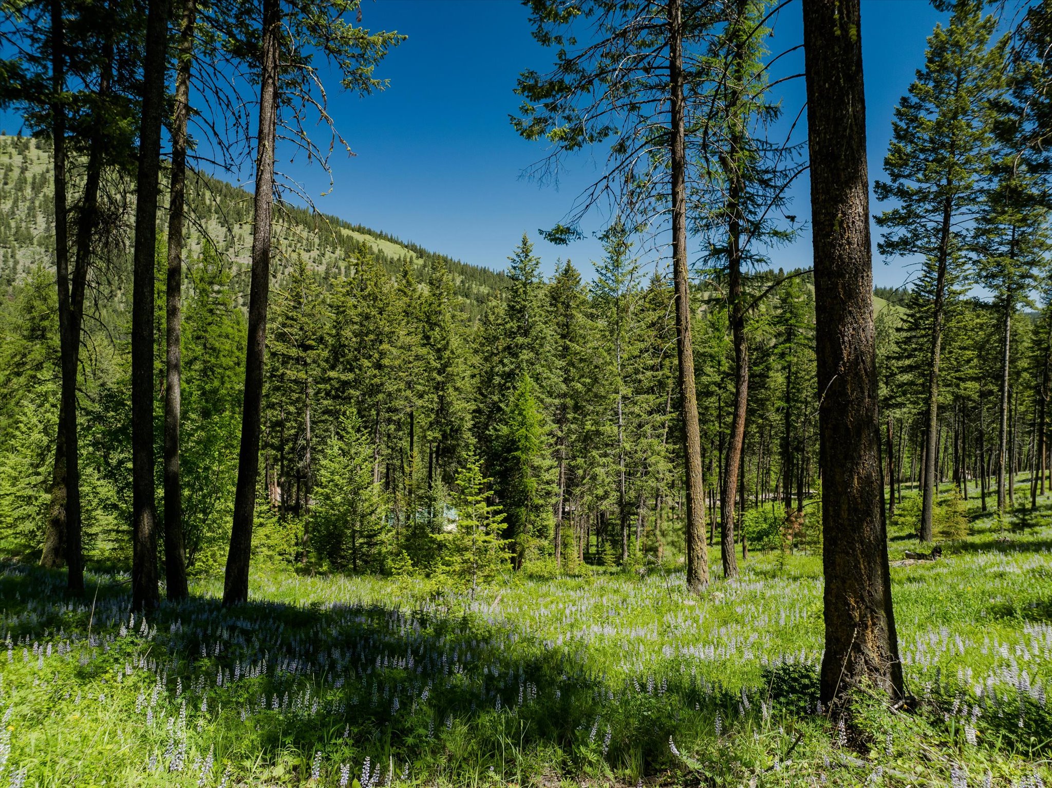 42843 Jette Lake Trail Property Photo 48