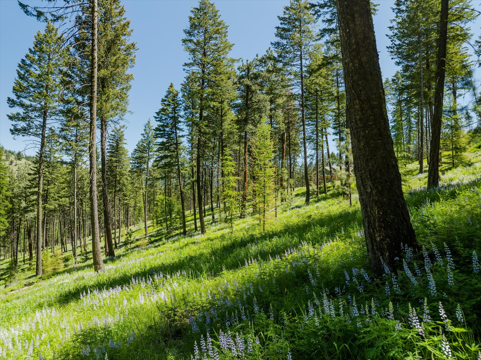 42843 Jette Lake Trail Property Photo 49