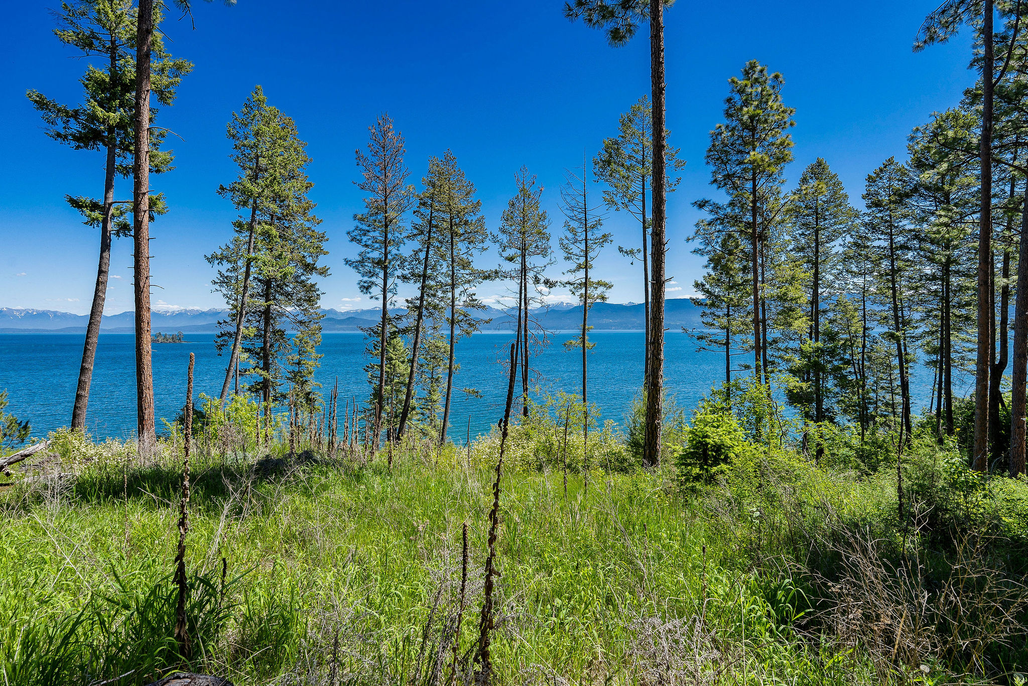 39270 Running Rock Lane Property Photo 9