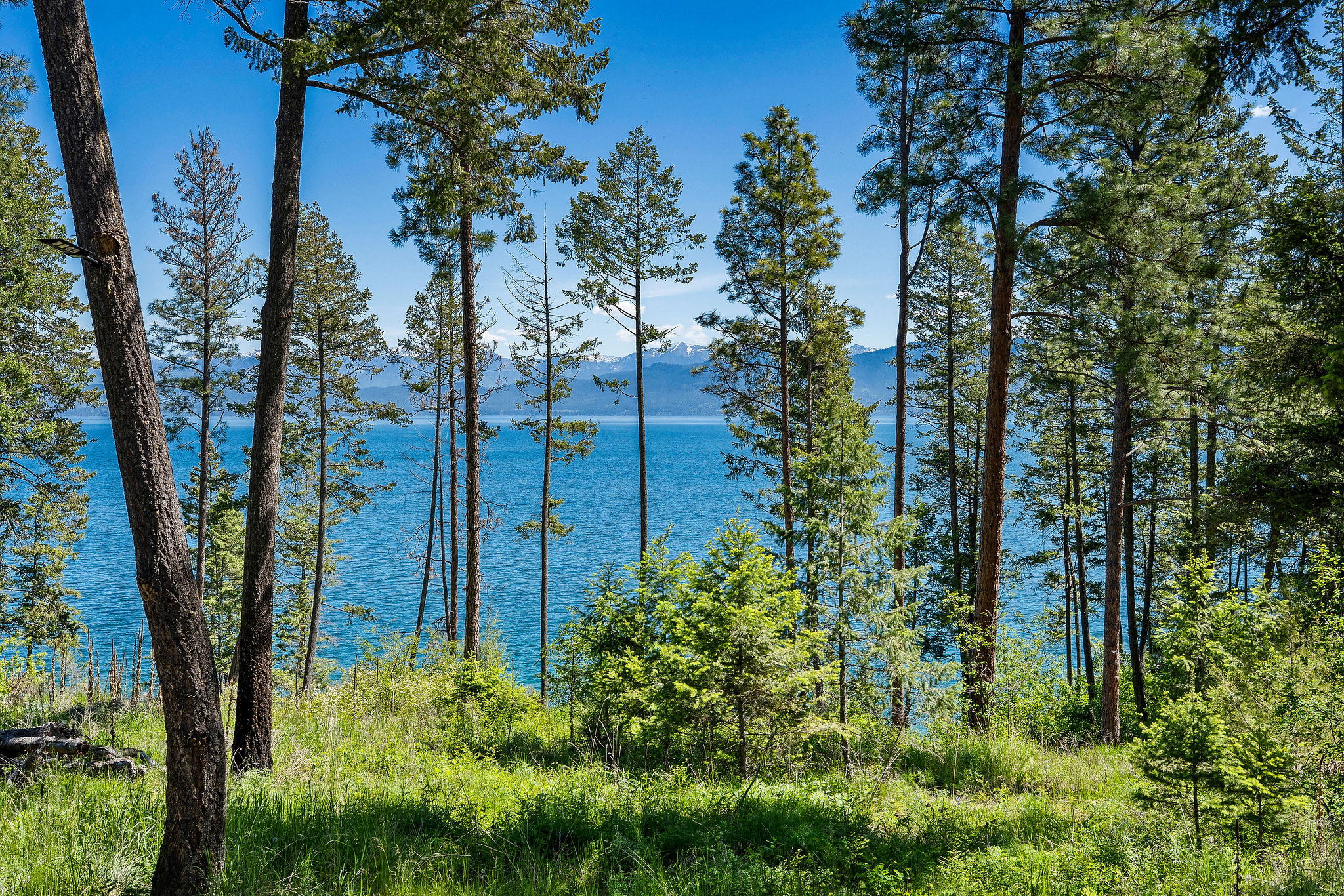 39270 Running Rock Lane Property Photo 18