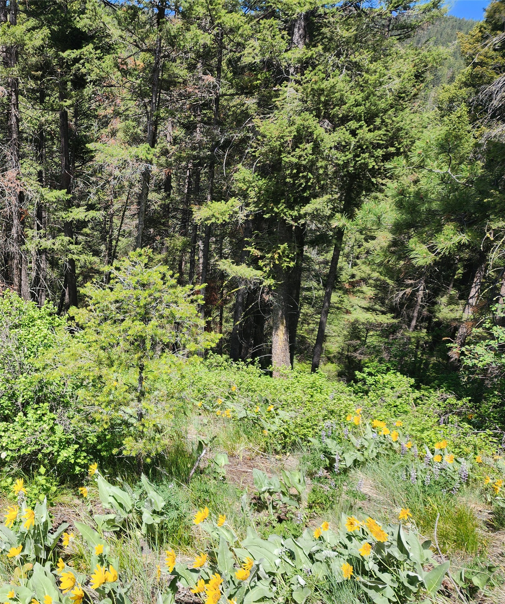 19063 Copper Ridge Trail Property Photo 7