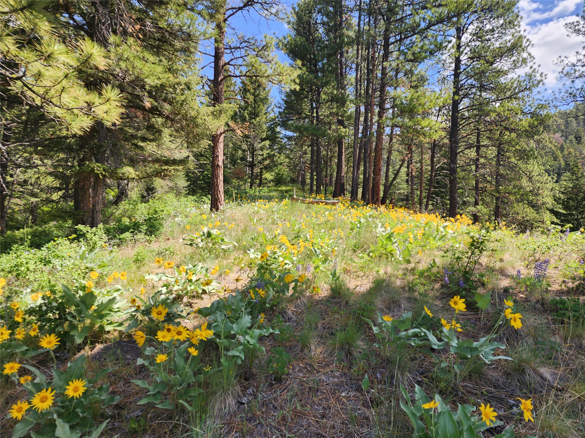 19063 Copper Ridge Trail Property Photo 15