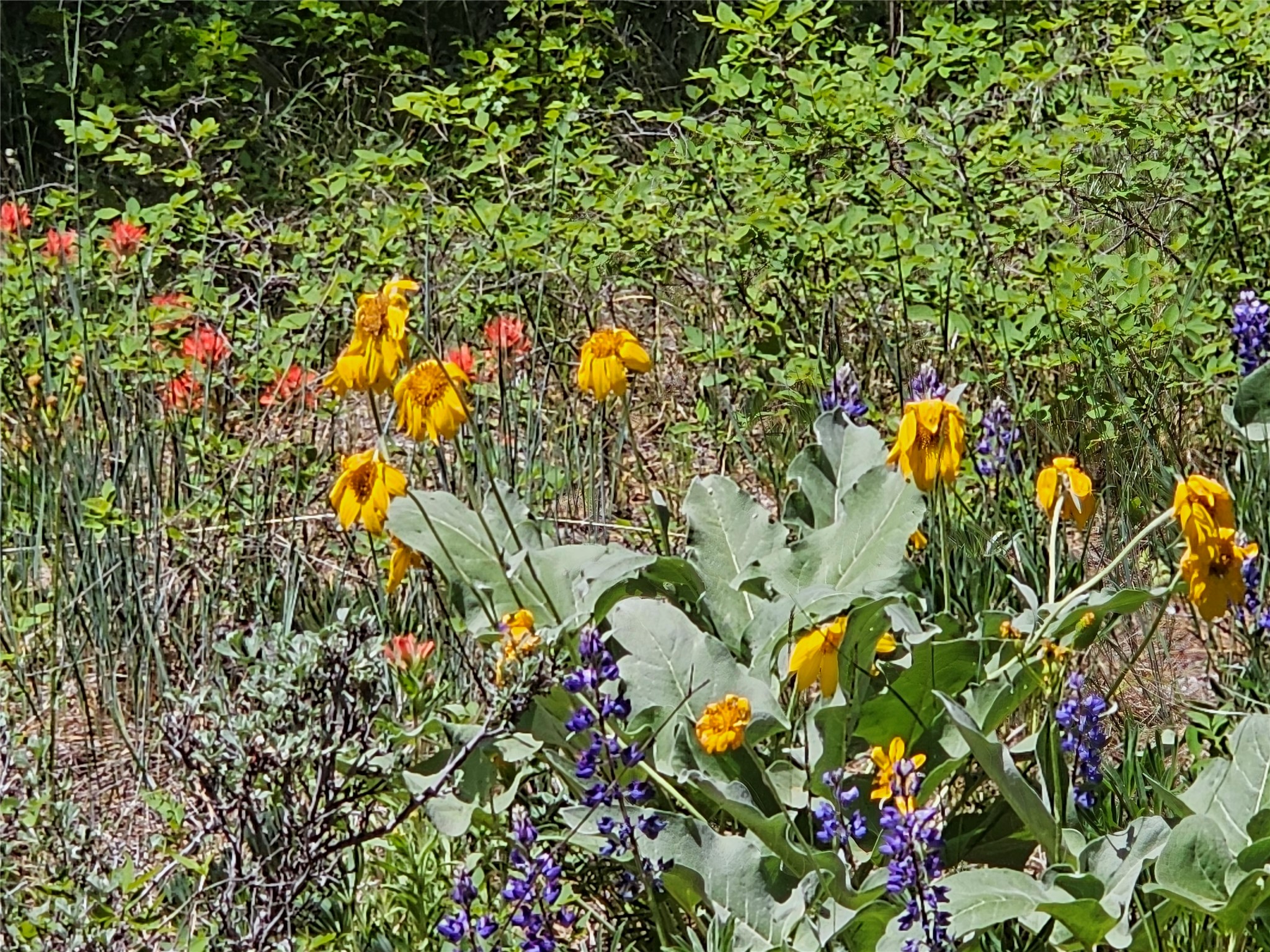 Nhn Copper Ridge Trail Property Photo 17