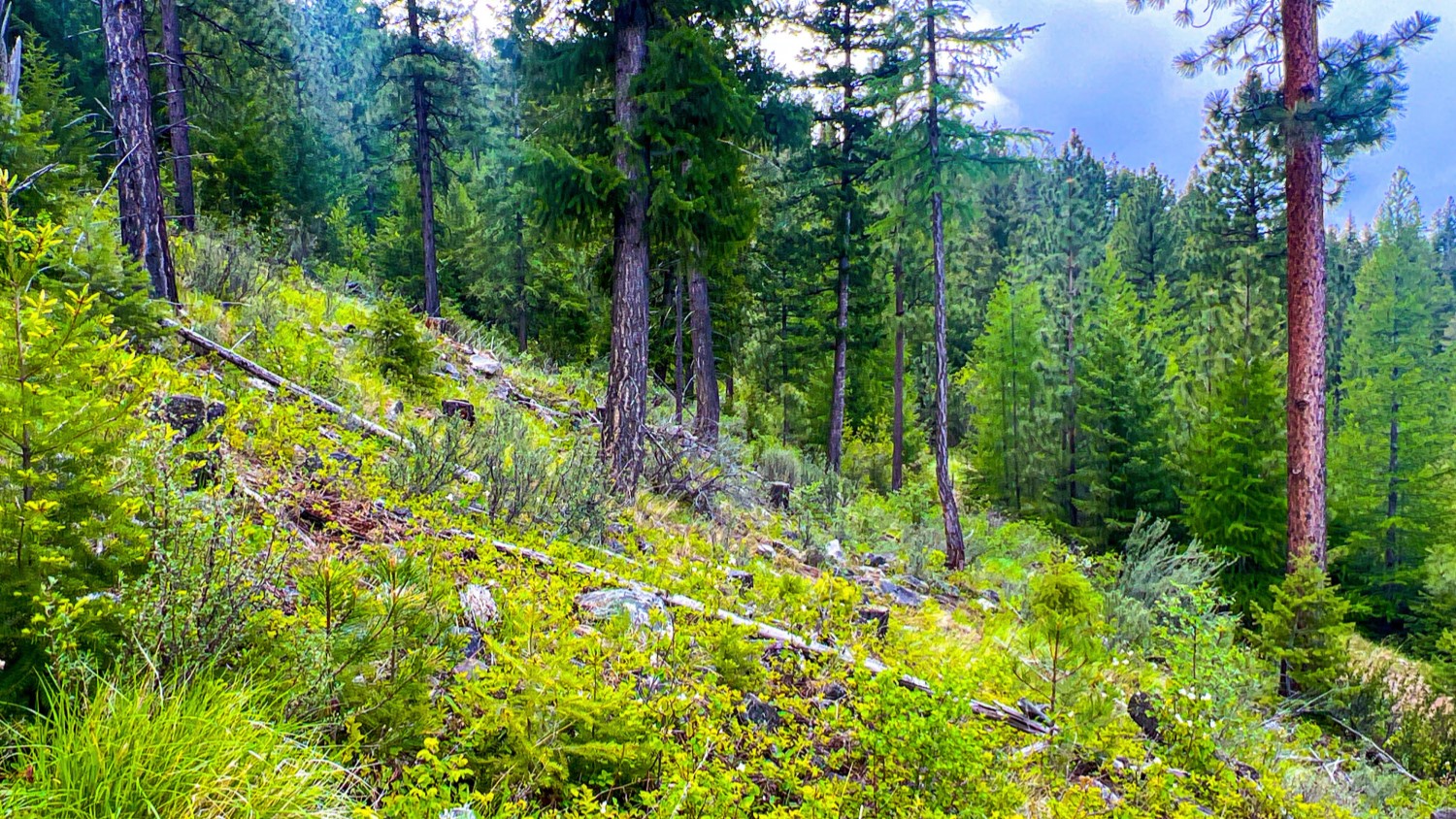 Nhn Pats Knob Hunting Ranch Property Photo 27