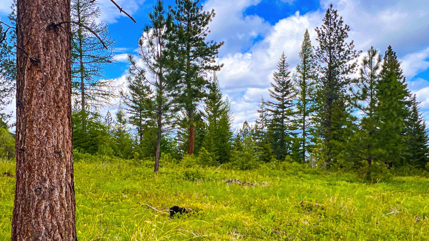 Nhn Pats Knob Hunting Ranch Property Photo 31