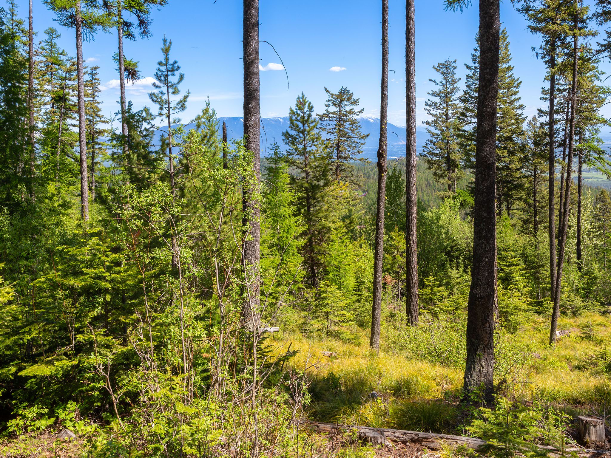 213 Ridge Run Court Property Photo 6