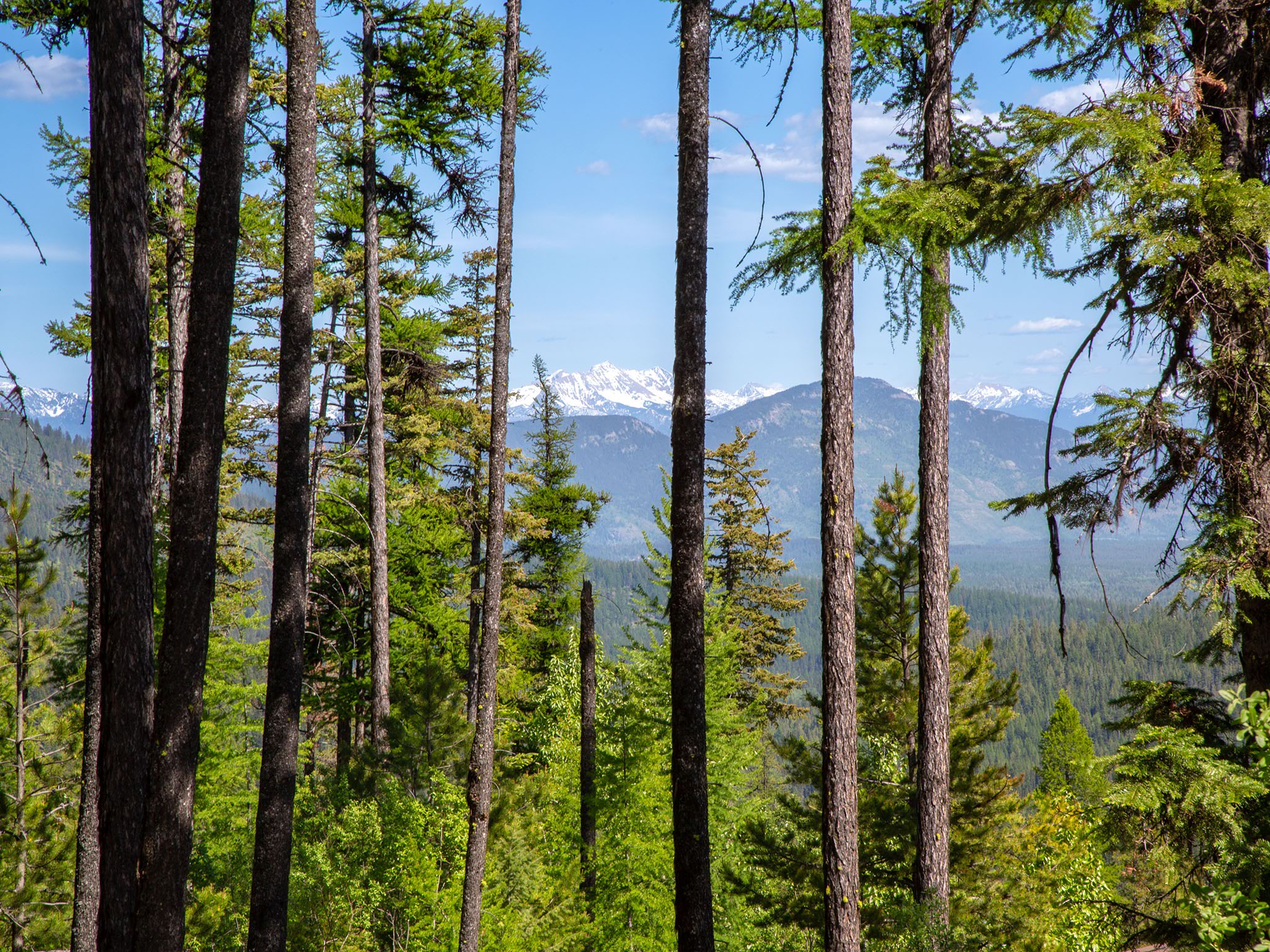 213 Ridge Run Court Property Photo 7