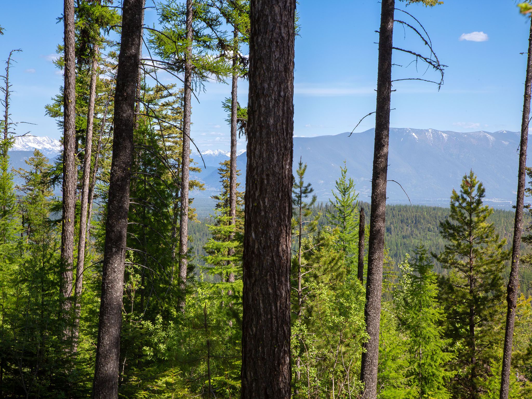 213 Ridge Run Court Property Photo 8