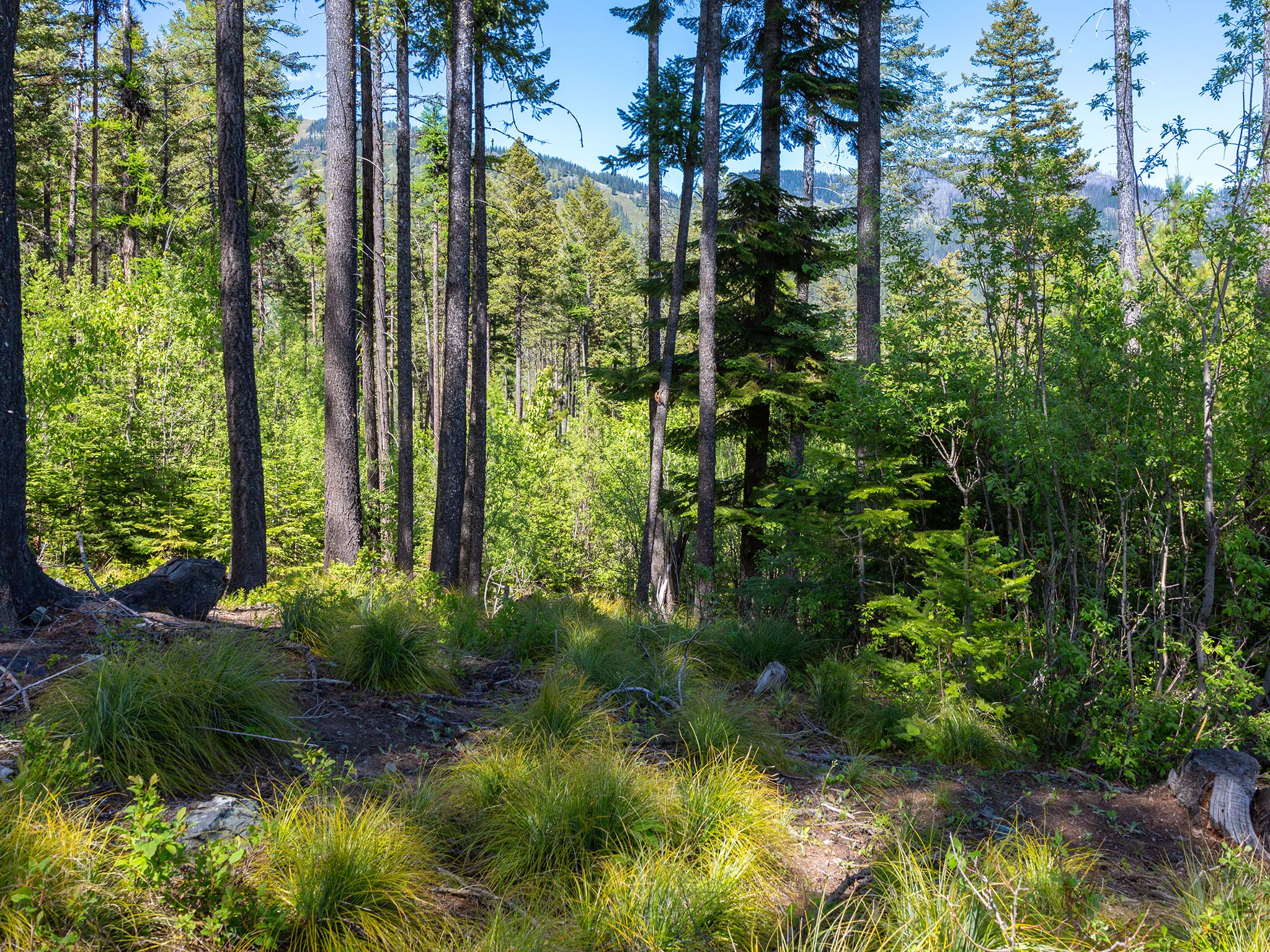 213 Ridge Run Court Property Photo 10