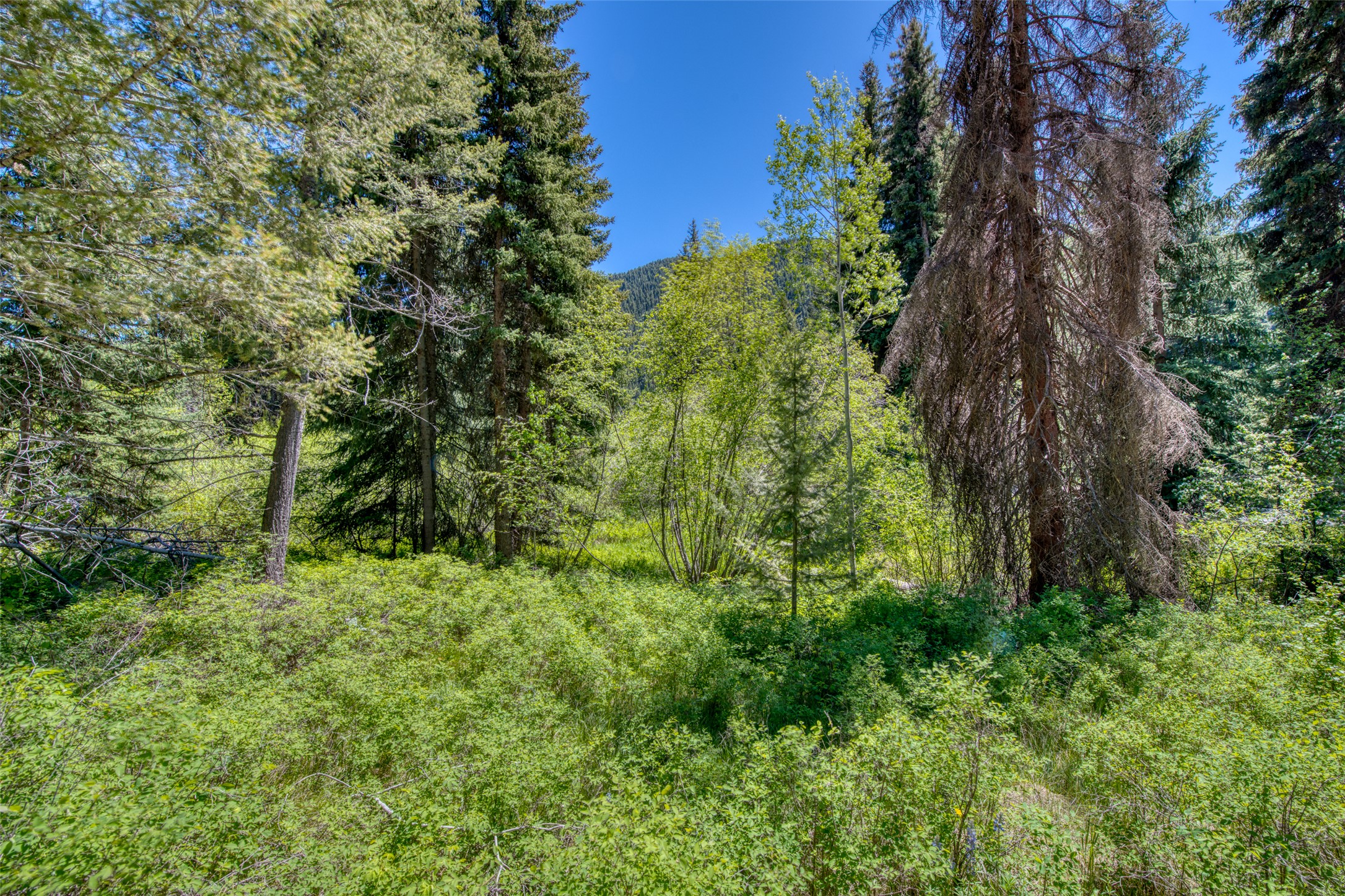 1795 E Fork Road Property Photo 44