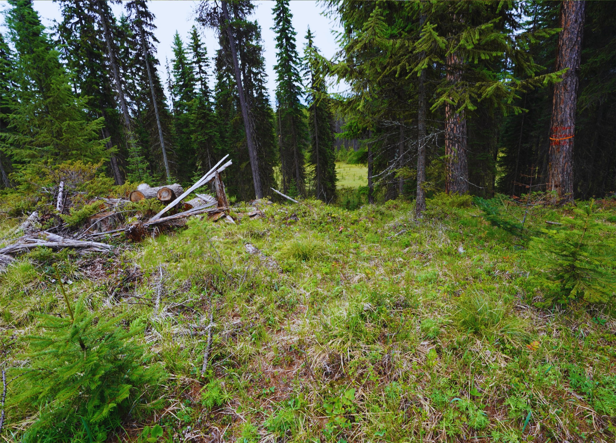 Nhn Hwy 93 Property Photo 4
