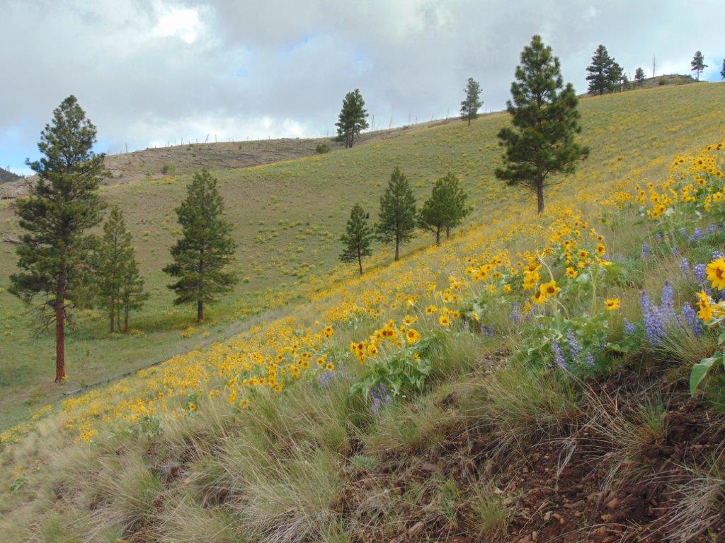 27235 Lazy Springs Road Property Photo 12