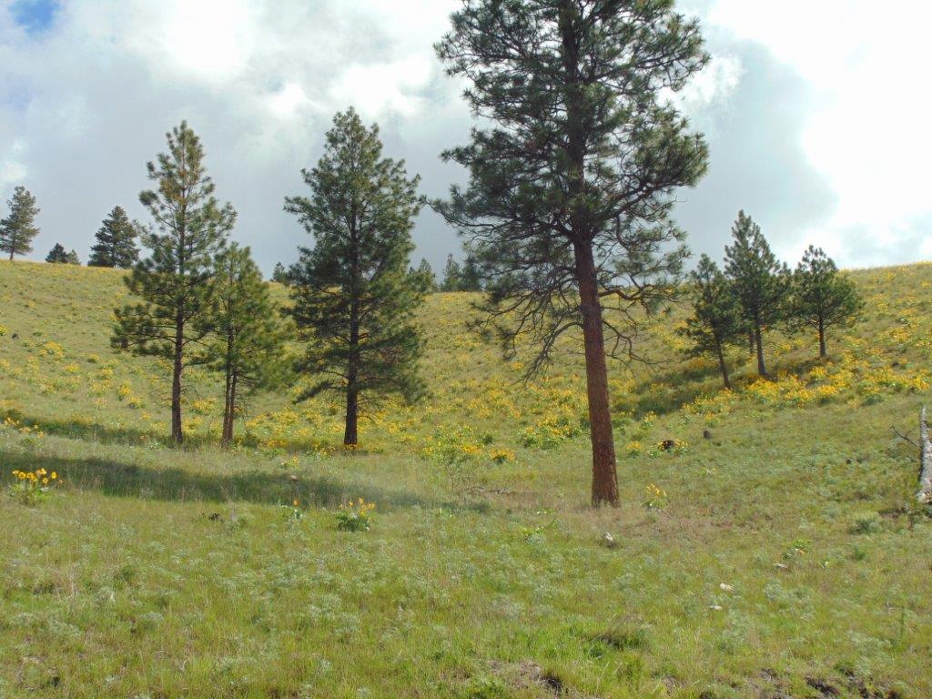 27235 Lazy Springs Road Property Photo 88