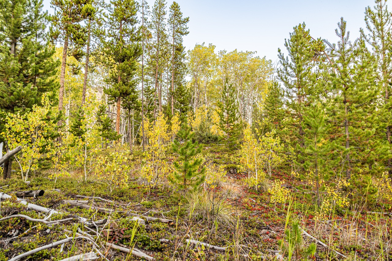 Lot 2 Tbd Harris Road Property Photo 9