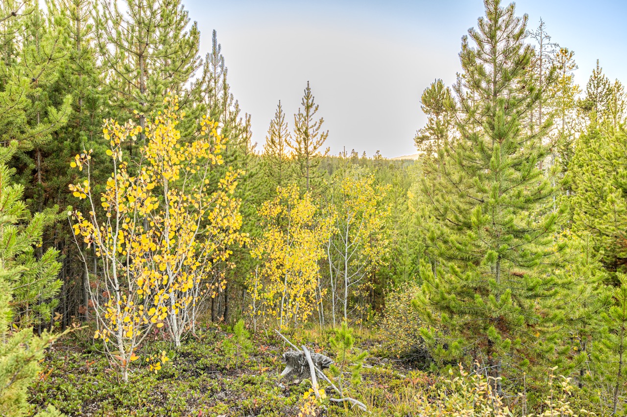 Lot 1 Tbd Harris Rd Property Photo 12