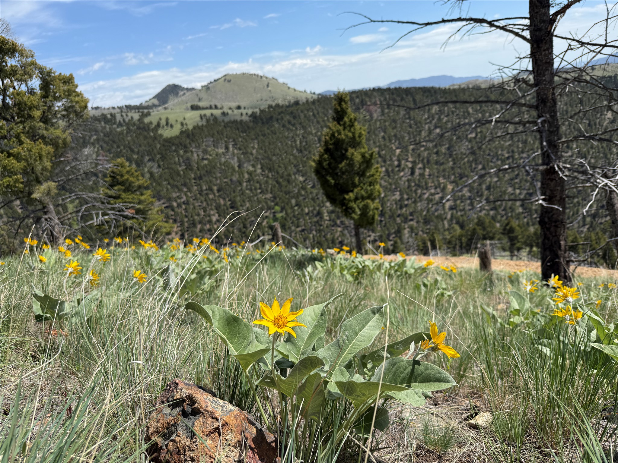 Tbd (40.1 +/- Ac) High Ore Road Property Photo 1