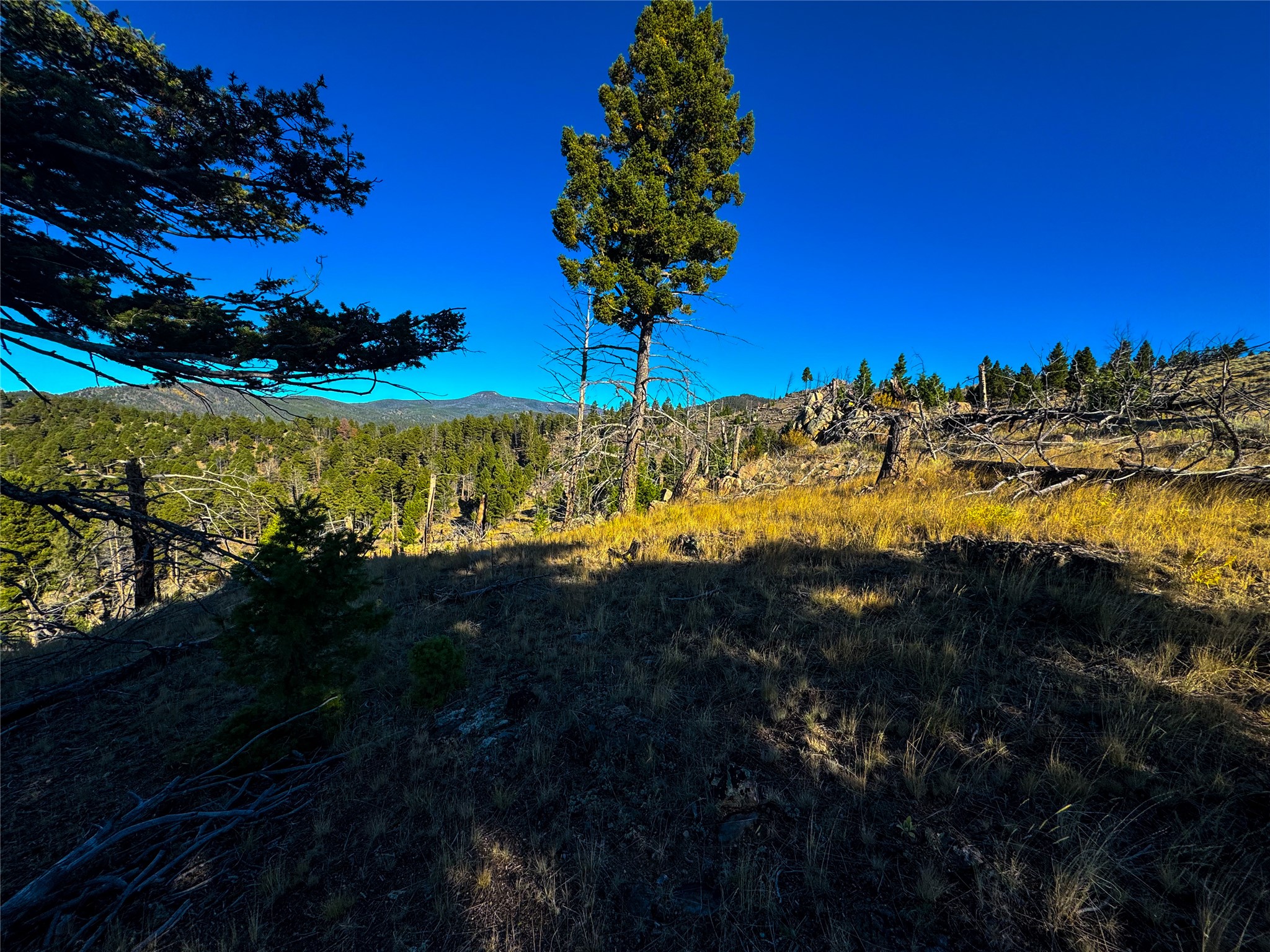Tbd (40.1 +/- Ac) High Ore Road Property Photo 47