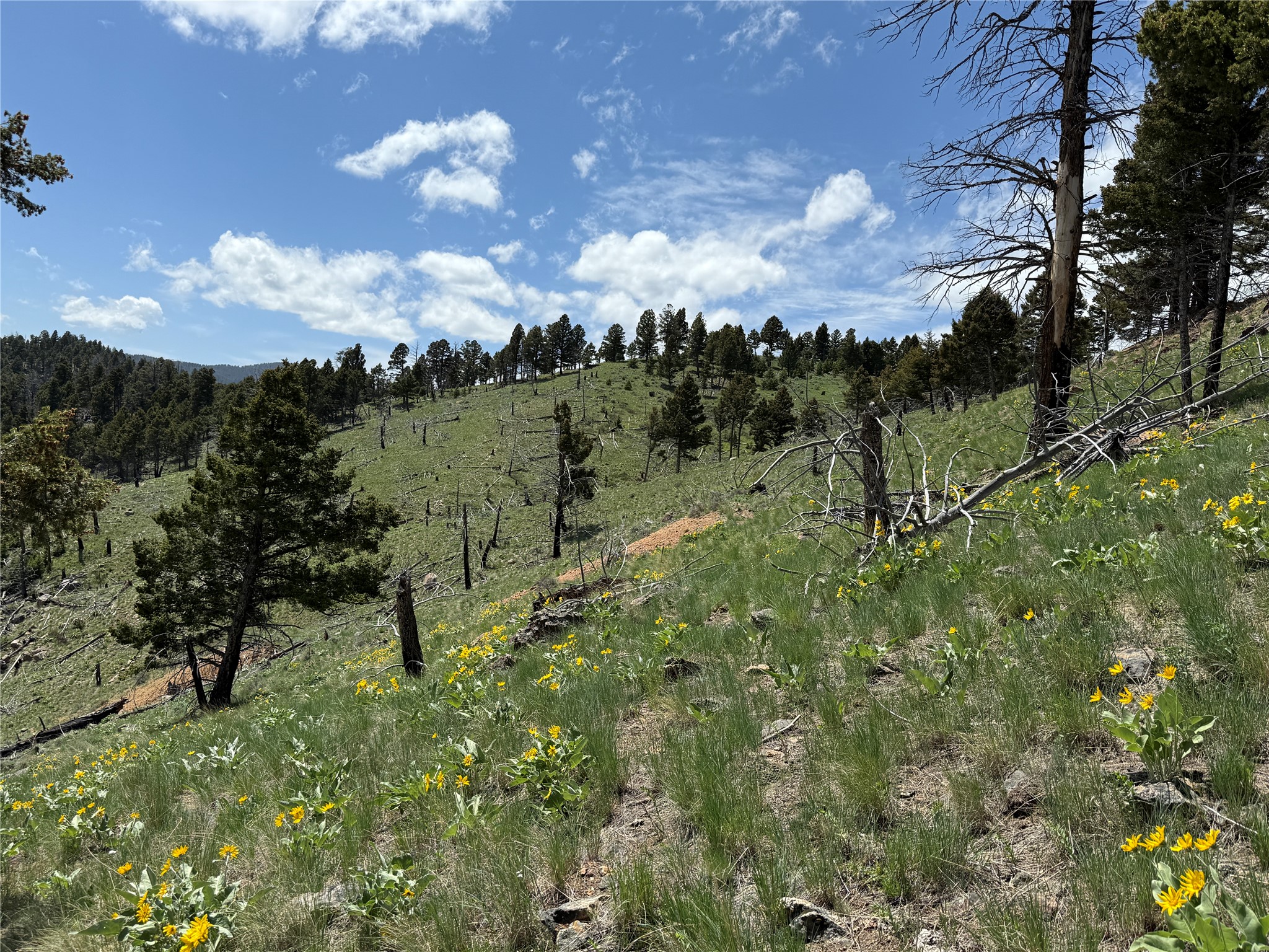 Tbd (40.1 +/- Ac) High Ore Road Property Photo 57