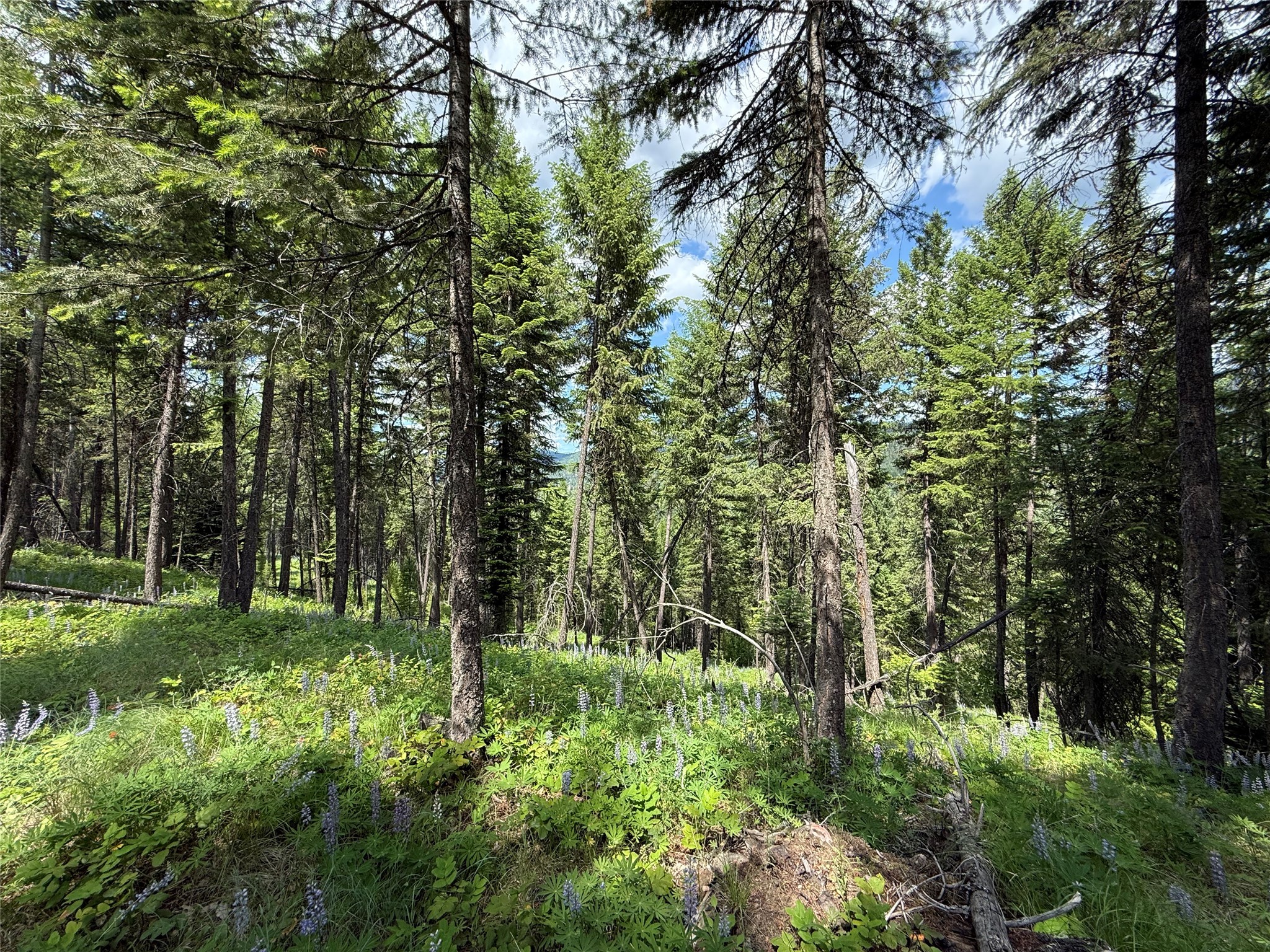 Parcel B Kootenai Drive Property Photo 22