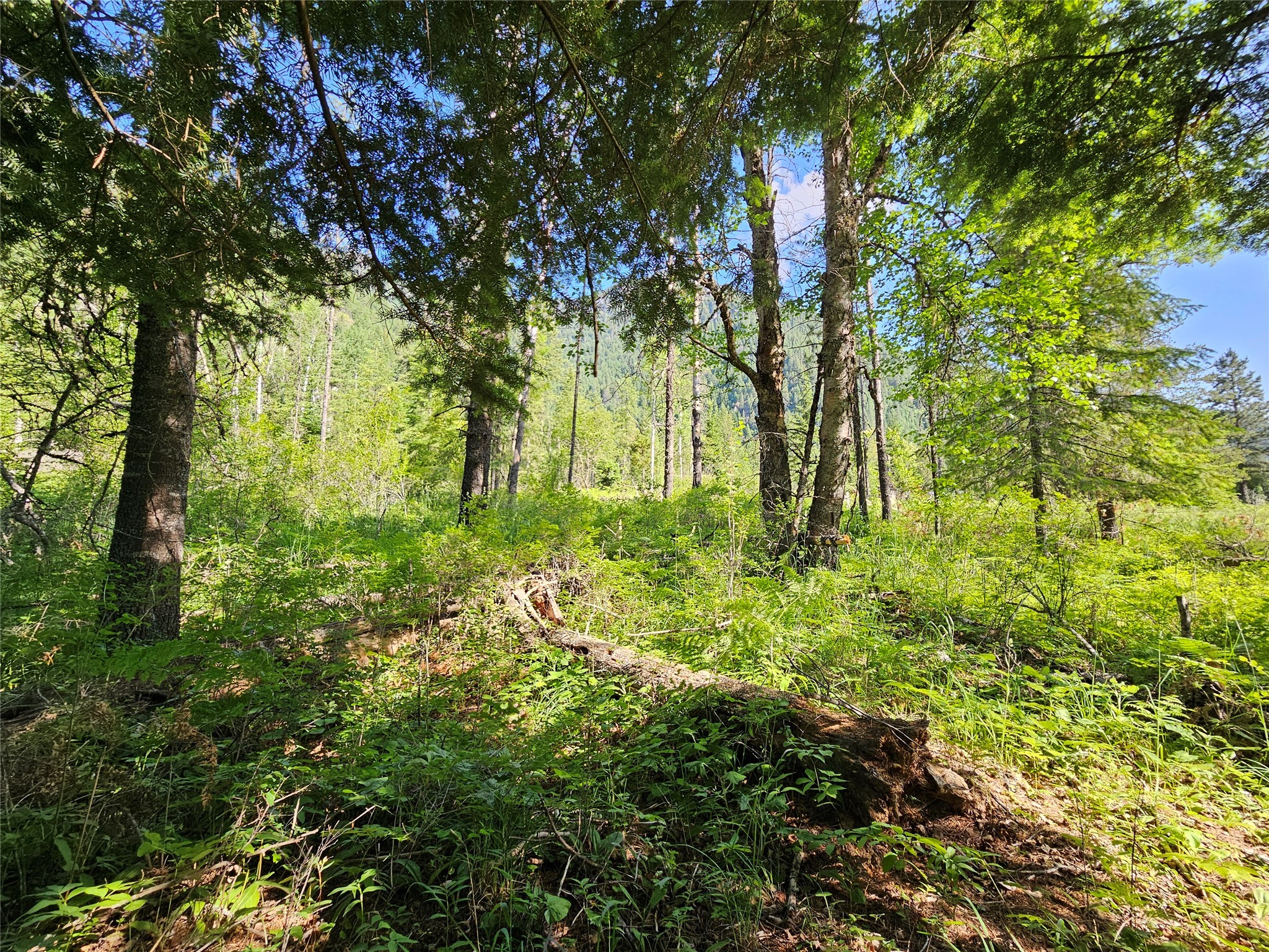 Lot 1 Conifer Lane