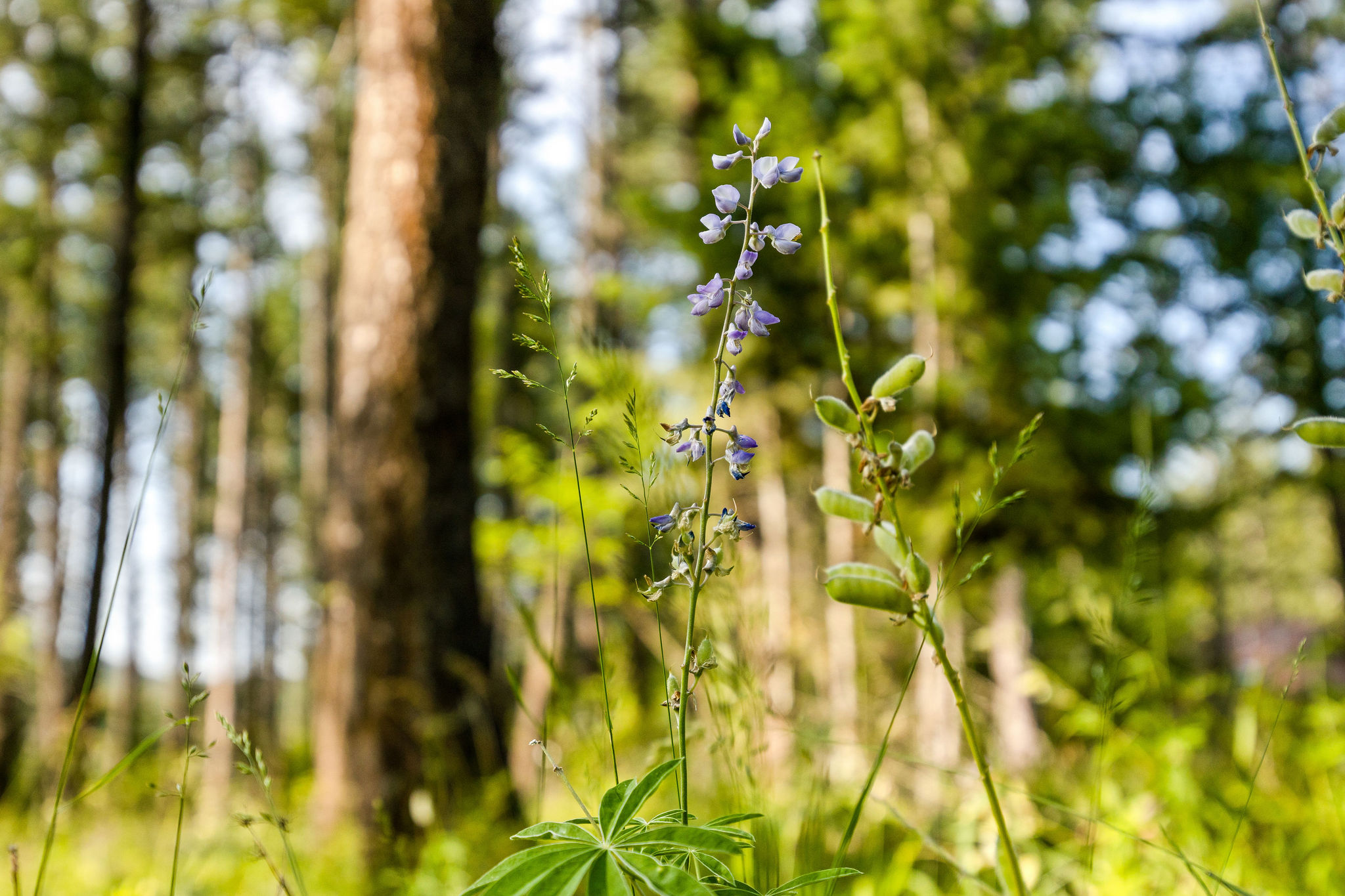 Nhn Westview Drive Property Photo 12