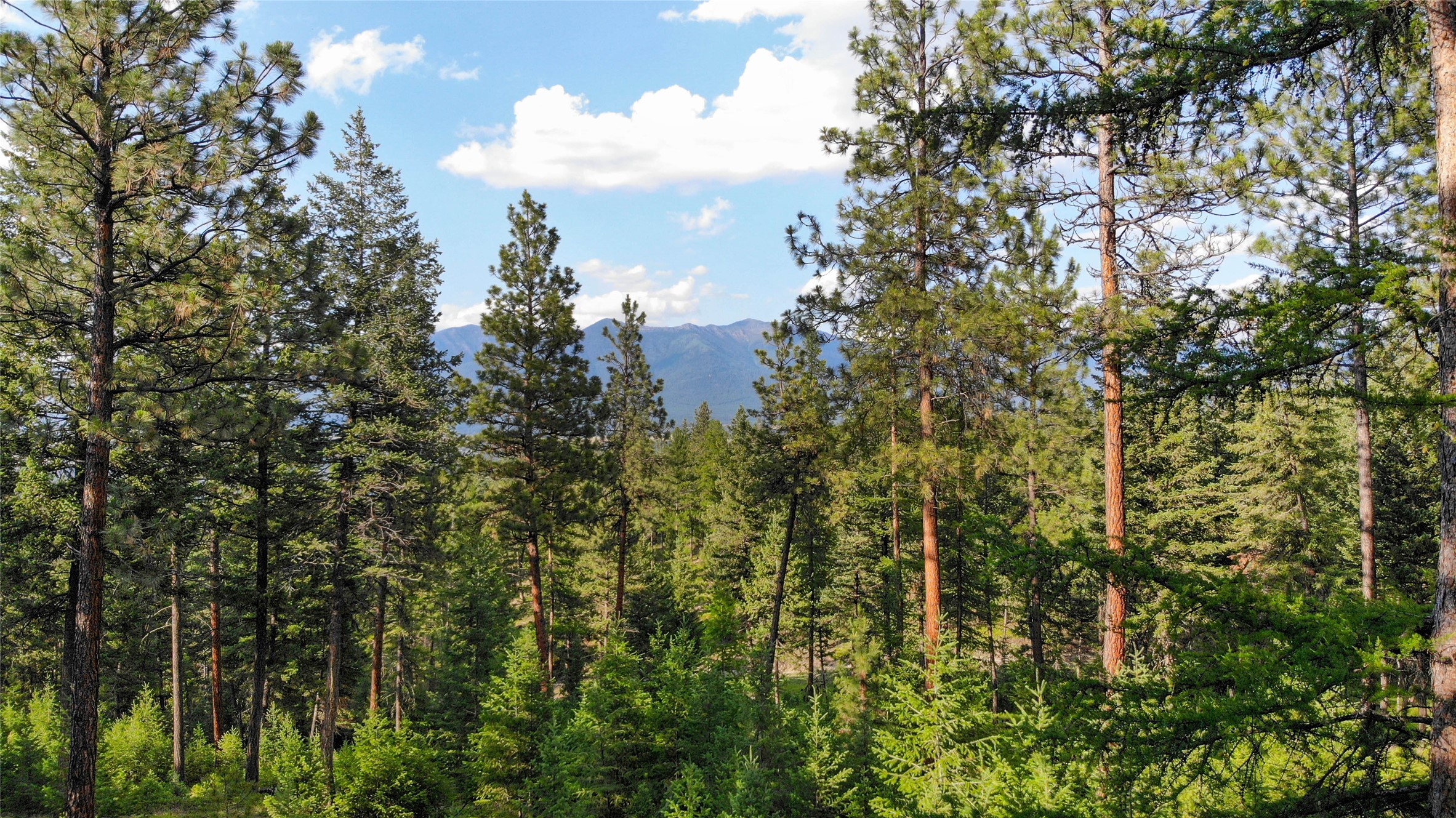 148 Tiny Acres Trail Property Photo 3