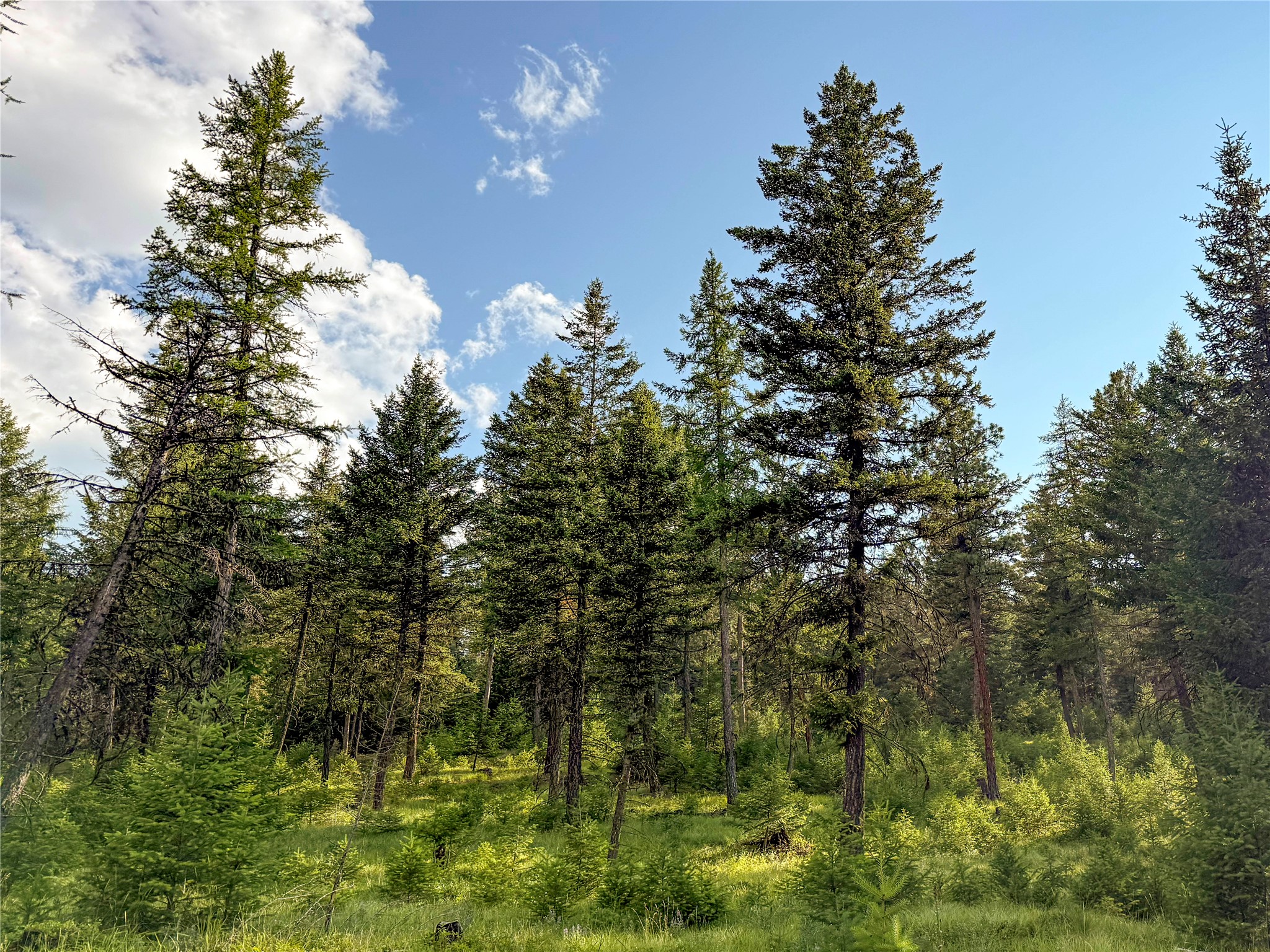 148 Tiny Acres Trail Property Photo 18