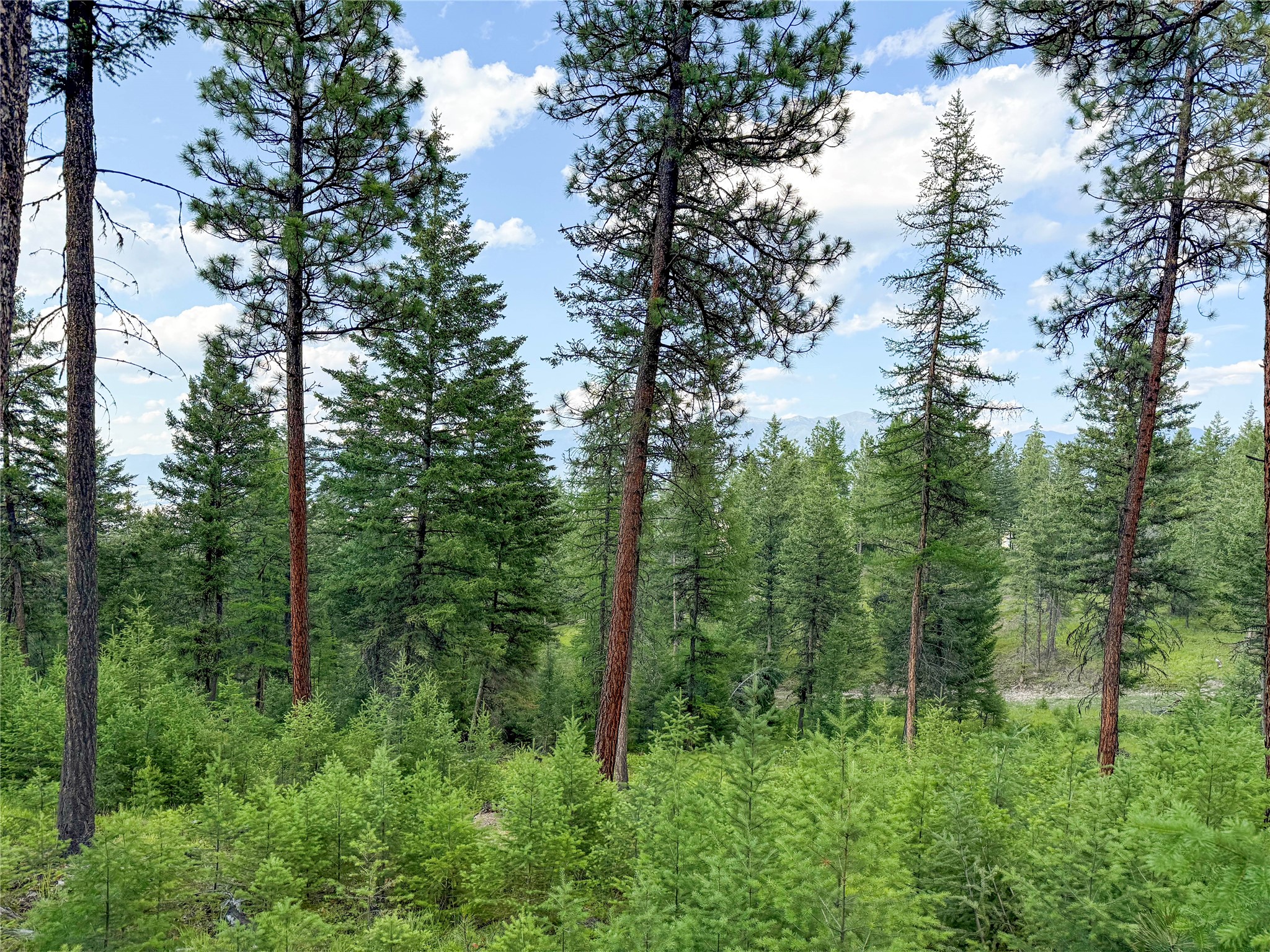 148 Tiny Acres Trail Property Photo 21