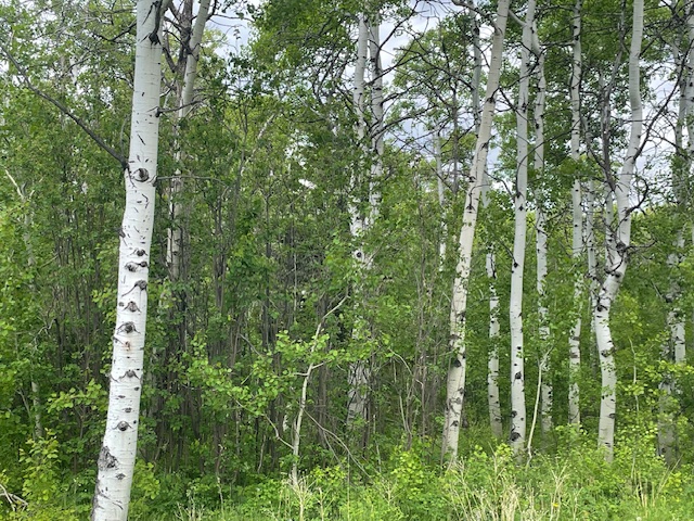105 Heart Butte Cutoff Property Photo 1