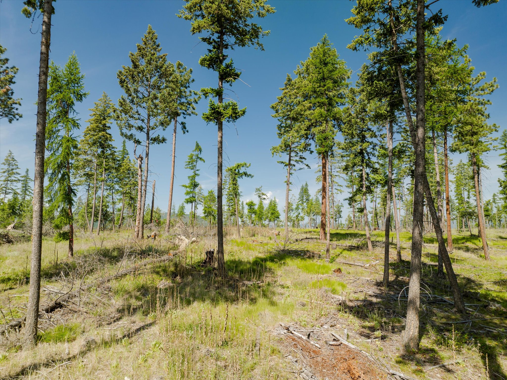 518 Northern Larch Trail Lot 62 Property Photo 60