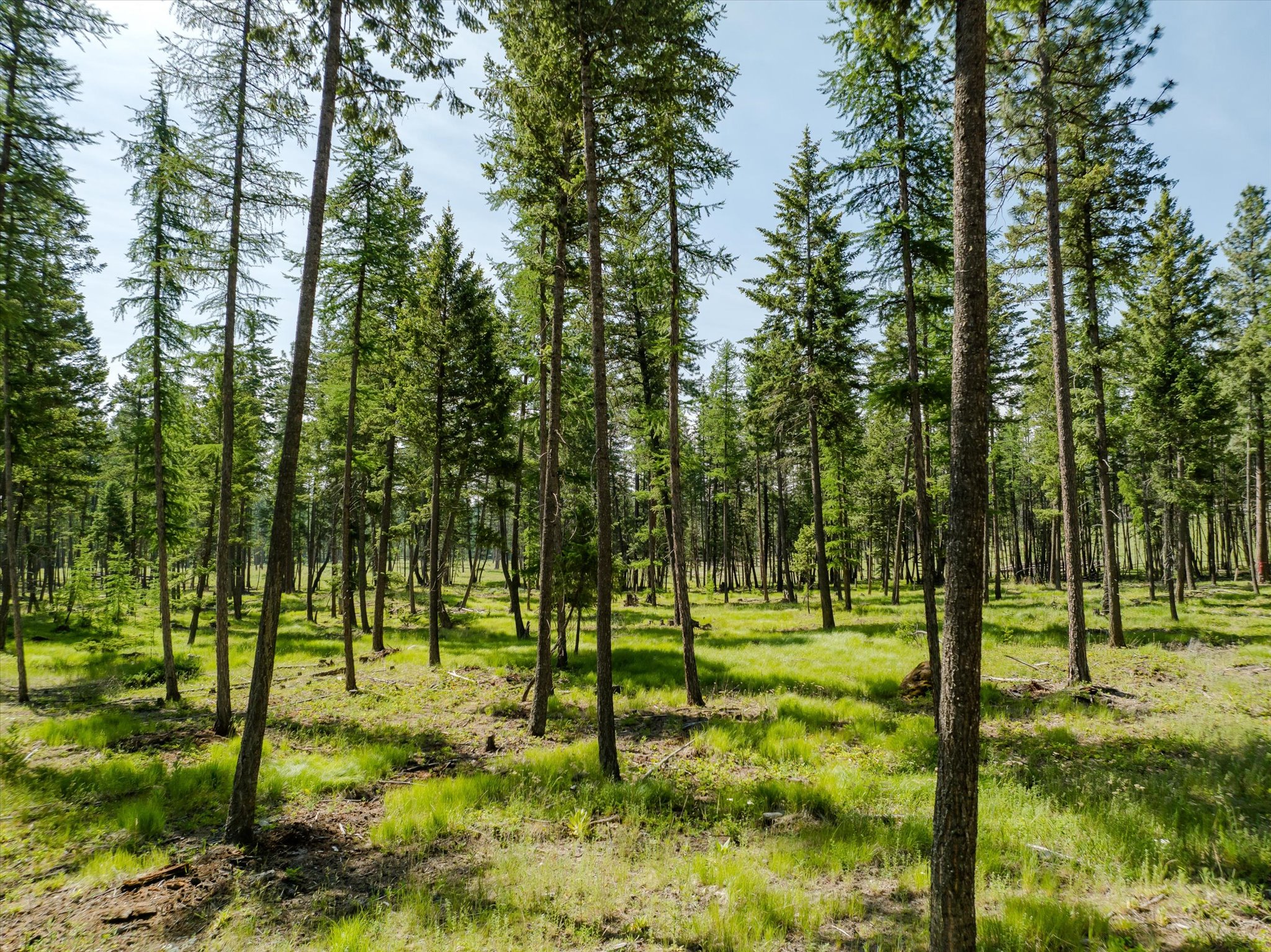 518 Northern Larch Trail Lot 62 Property Photo 66