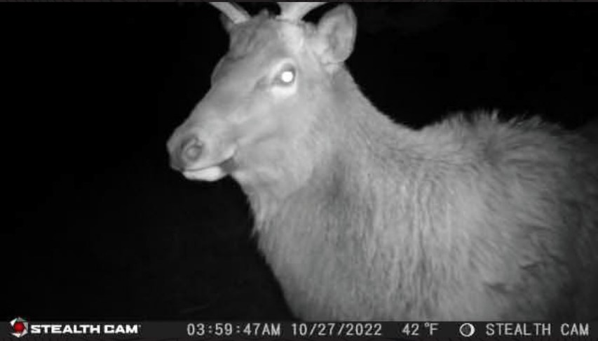 Nhn Bonner 242 Property Photo 8