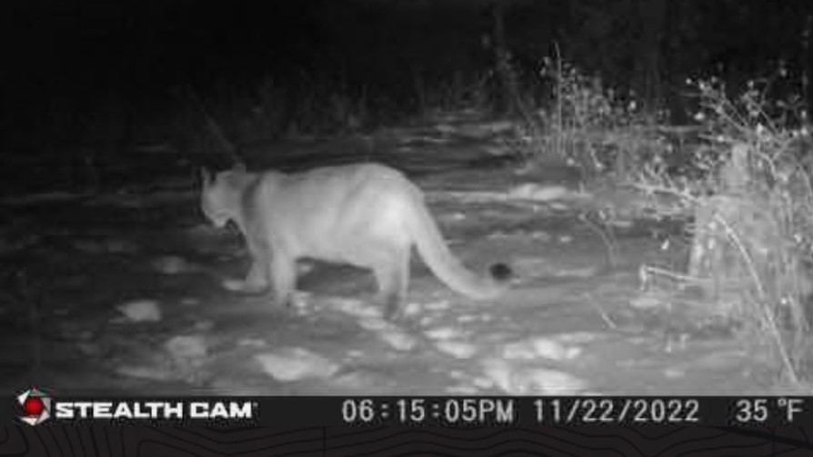 Nhn Bonner 242 Property Photo 9