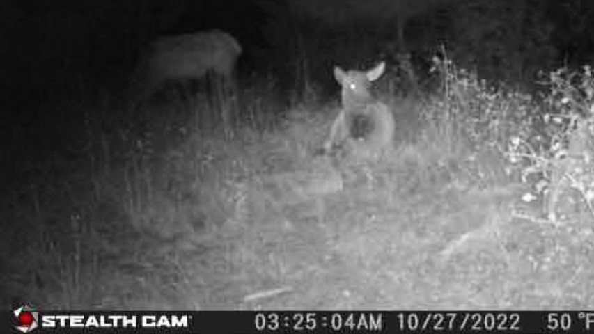 Nhn Bonner 242 Property Photo 10