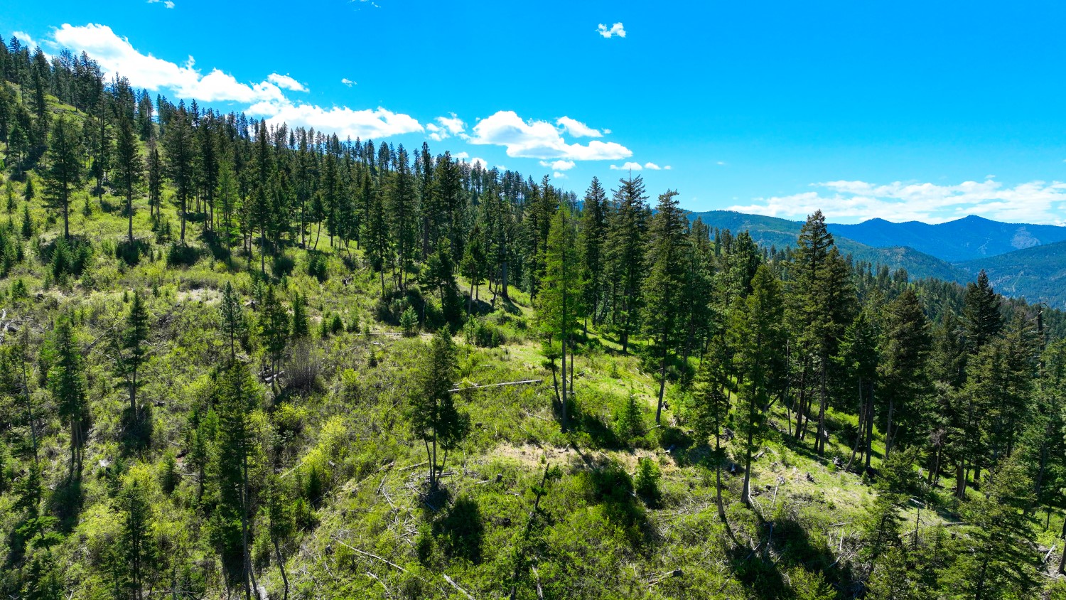 Nhn Bonner 242 Property Photo 19