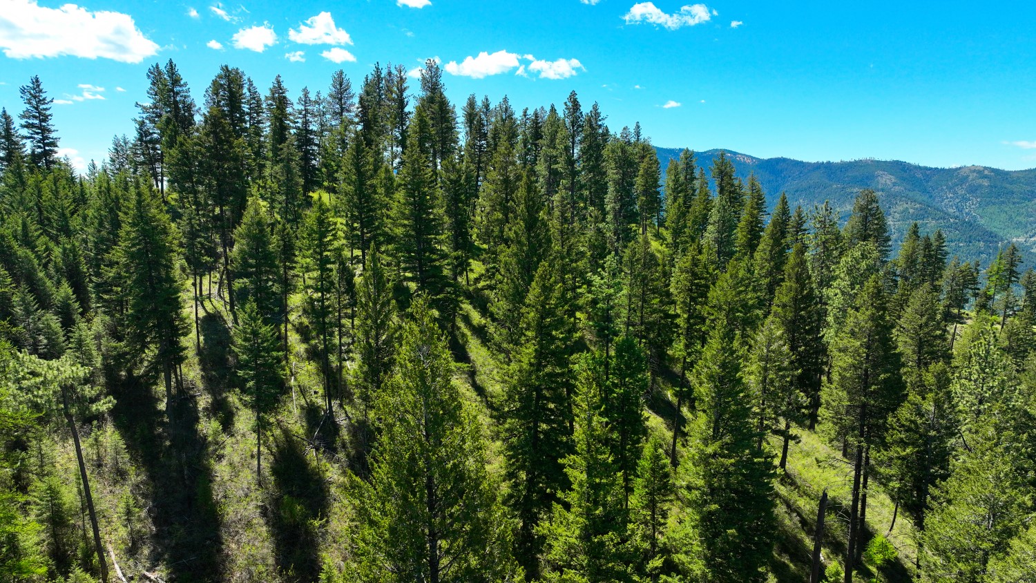 Nhn Bonner 242 Property Photo 21