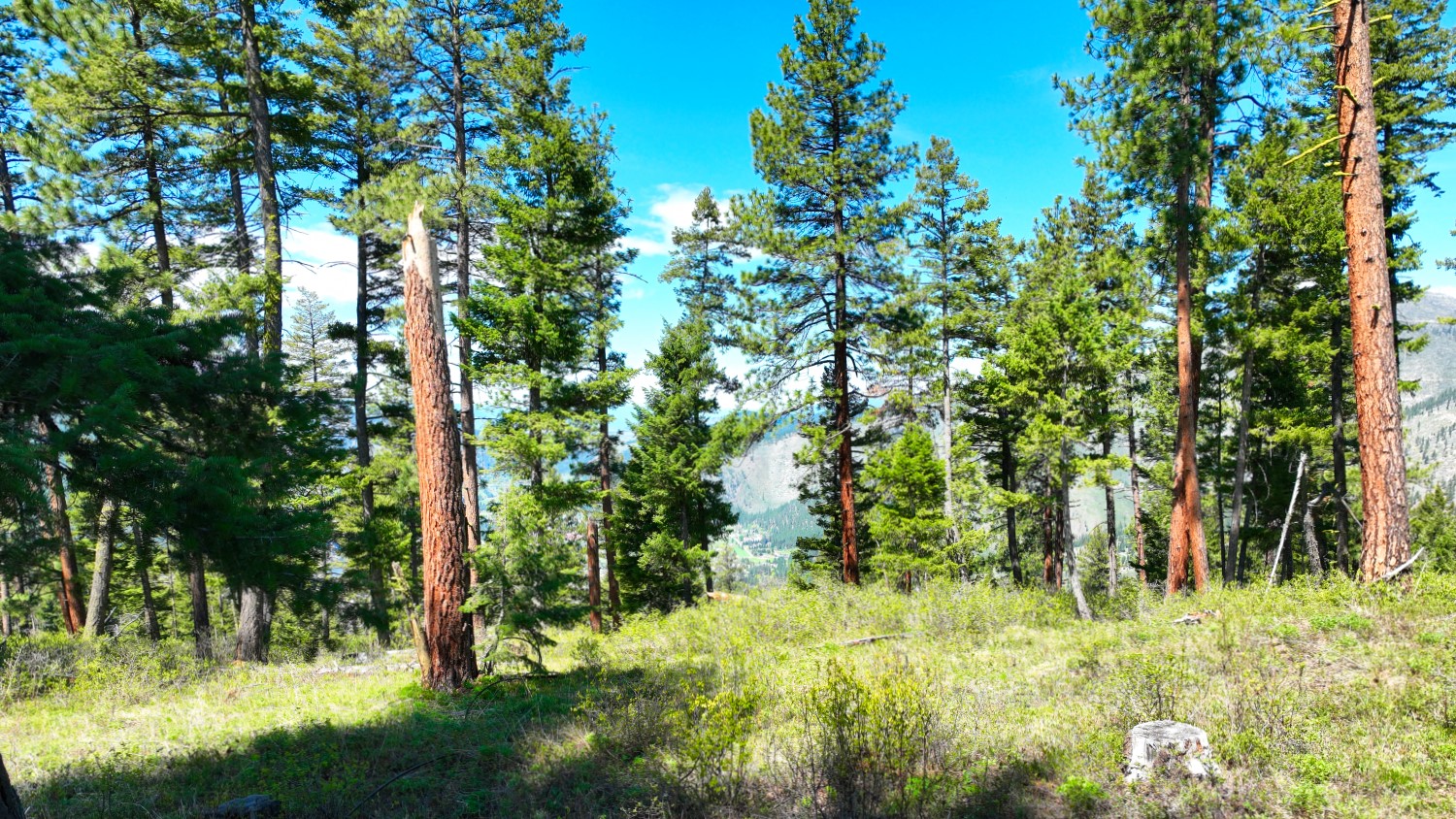 Nhn Bonner 242 Property Photo 23