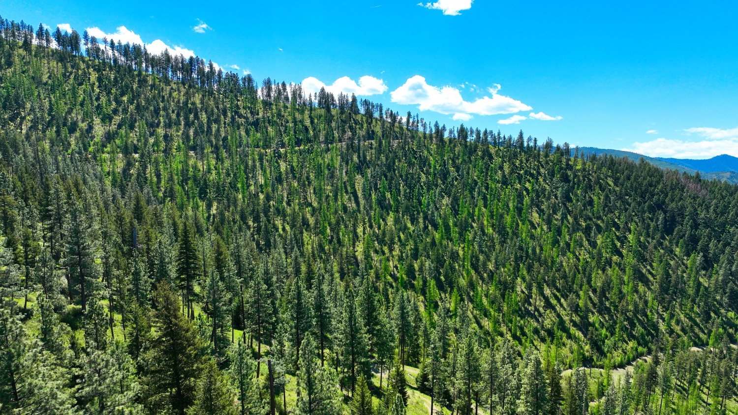 Nhn Bonner 242 Property Photo 26