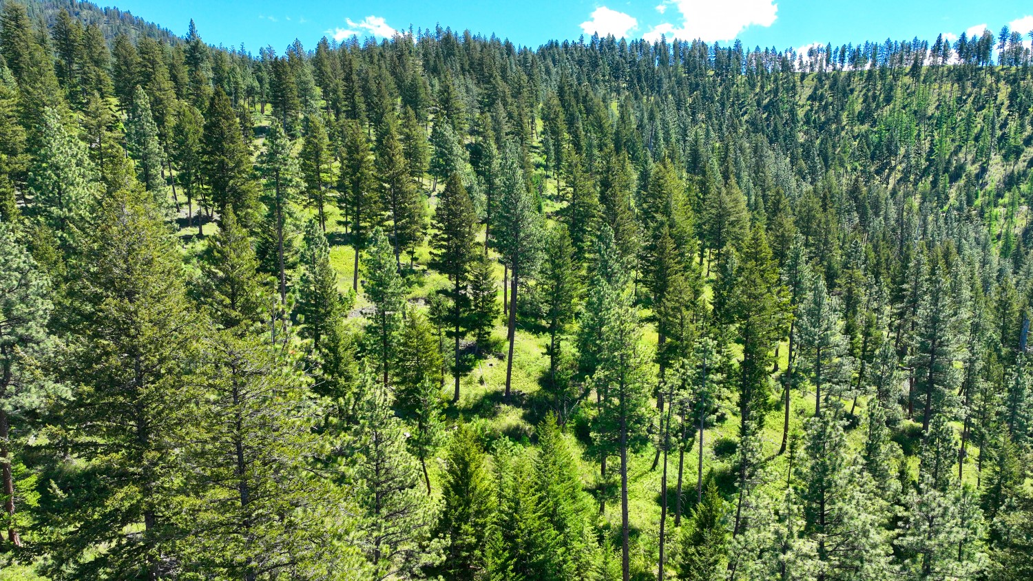 Nhn Bonner 242 Property Photo 45