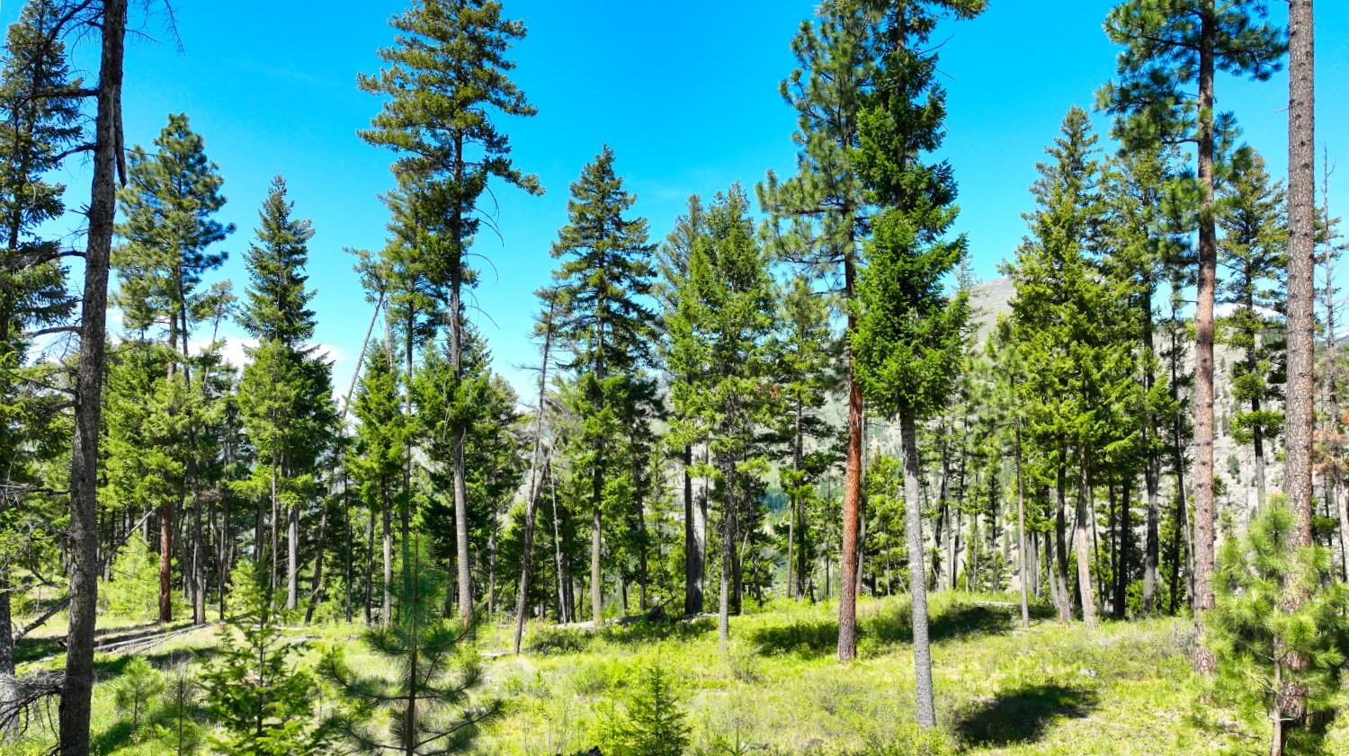 Nhn Bonner 242 Property Photo 48